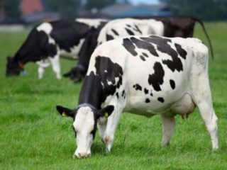 Inspetoria Veterinária – Prazo Prolongado