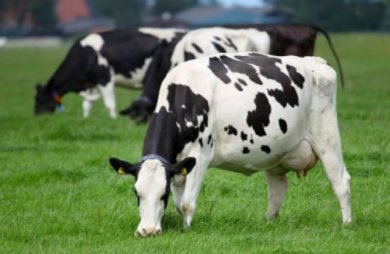 Inspetoria Veterinária – Prazo Prolongado