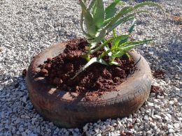 Sobre plantas medicinais 🌿🌱🌾