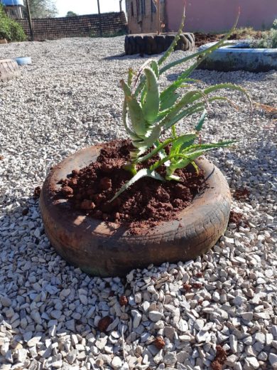 Sobre plantas medicinais 🌿🌱🌾