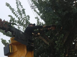 Serviço de poda nas vias públicas