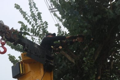 Serviço de poda nas vias públicas