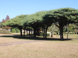 Remodelação dos ciprestes da praça
