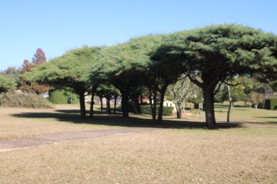 Remodelação dos ciprestes da praça