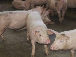 Suinocultura, renda ao produtor e retorno ao município