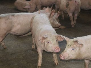 Suinocultura, renda ao produtor e retorno ao município