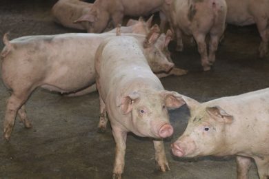Suinocultura, renda ao produtor e retorno ao município
