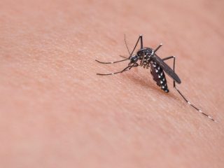 Lagoa dos Três Cantos tem 4 pacientes com dengue,1 recuperado e 8 exames em análise