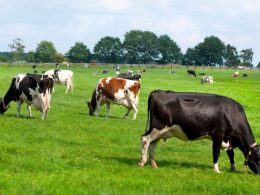 Secretaria da Agricultura de Lagoa dos Três Cantos está recebendo inscrições para financiamento de kits de inseminação artificial