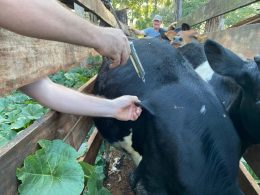 Sábado foi dia de vacinação contra a brucelose