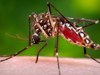 Lagoa dos Três Cantos Intensifica Combate ao Aedes aegypti com aplicação de BRI em Prédios Públicos