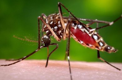 Lagoa dos Três Cantos Intensifica Combate ao Aedes aegypti com aplicação de BRI em Prédios Públicos