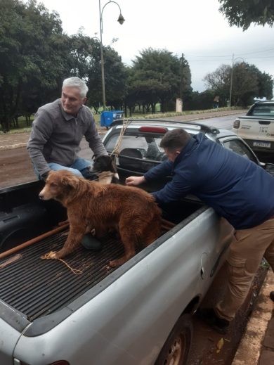 Vacinação Antirrábica Canina realizada com sucesso em Lagoa dos Três Cantos