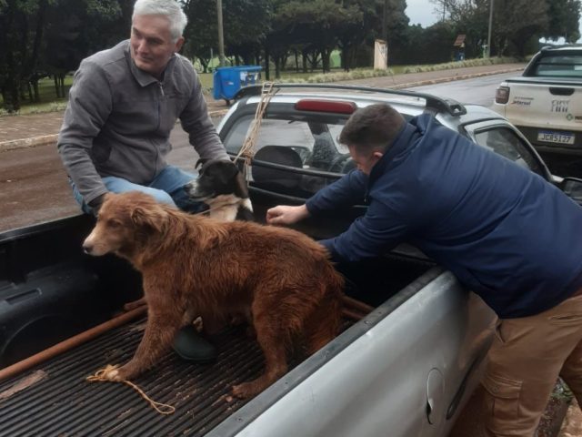 Vacinação Antirrábica Canina realizada com sucesso em Lagoa dos Três Cantos