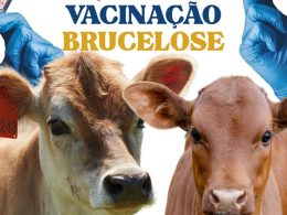 Vacinação contra a brucelose