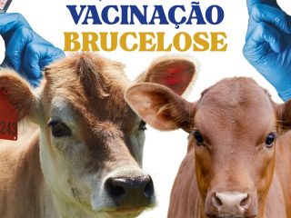 Lagoa dos Três Cantos abre inscrições para vacinação contra a brucelose